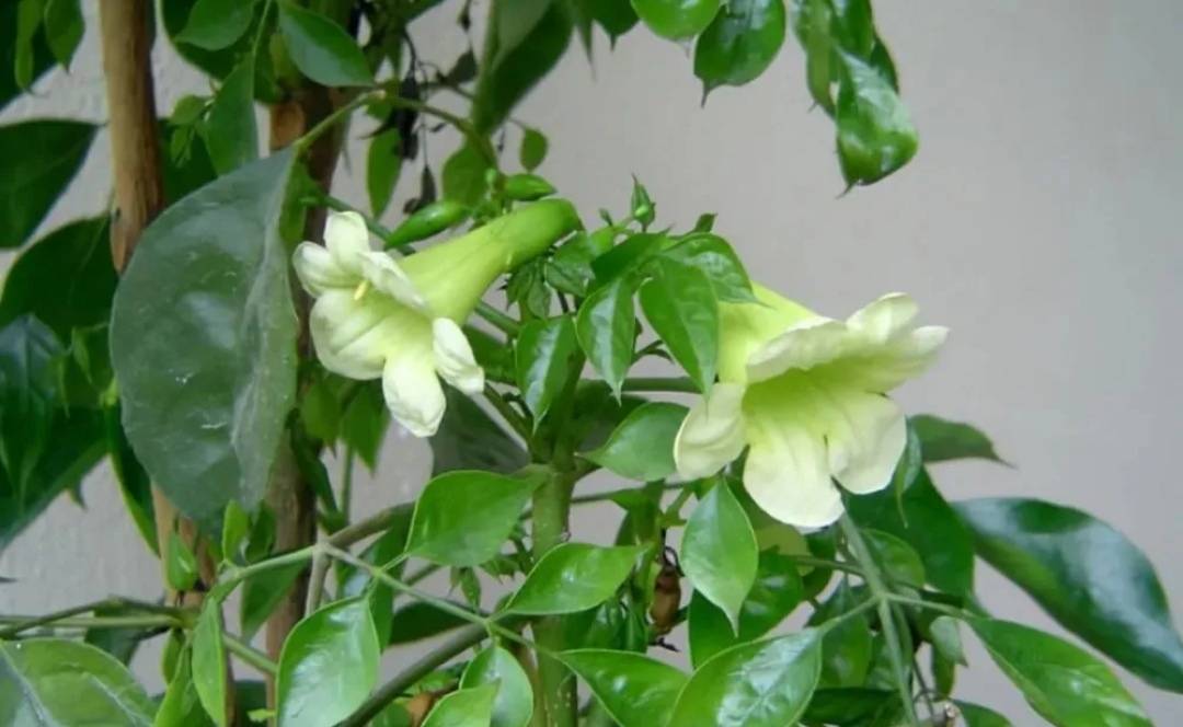 开花植物（开花植物喜欢什么土壤） 第1张