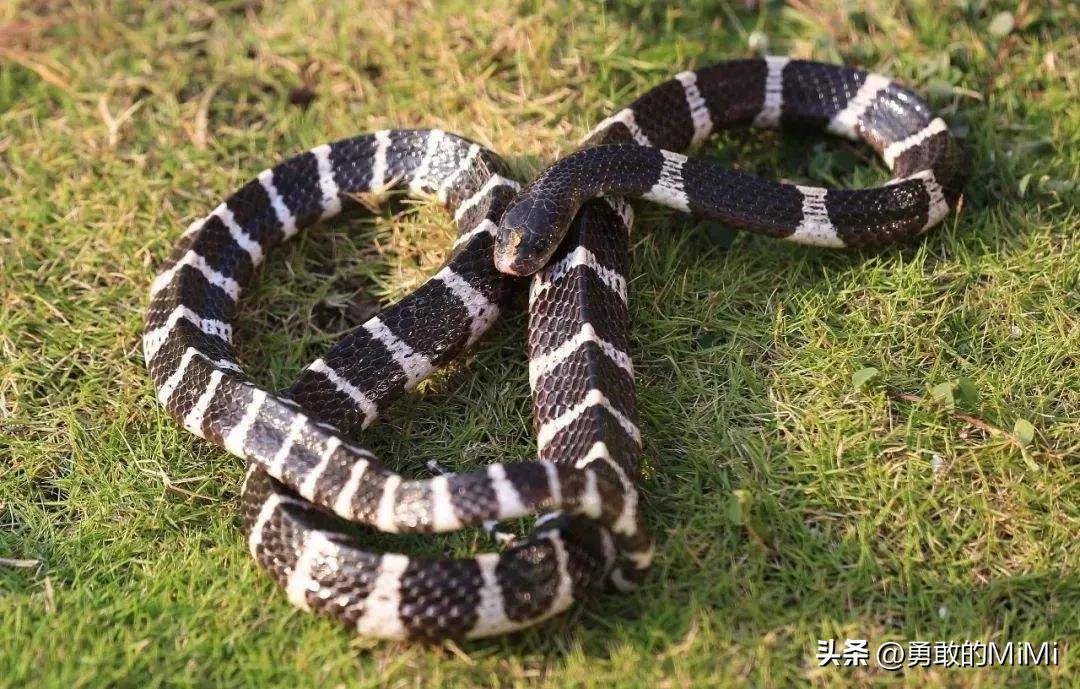 银环蛇vs眼镜王蛇图片
