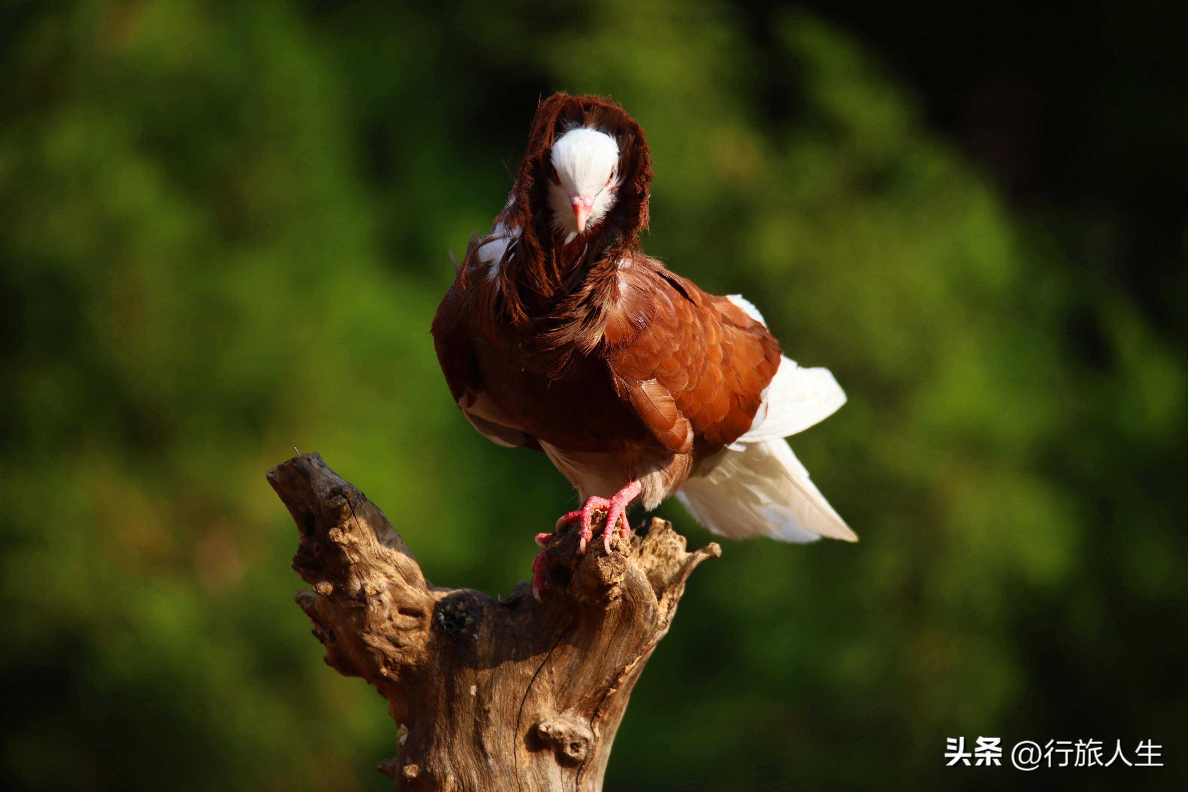 去广场讨着生活鸽已不再是当年的鸽"毛领鸽"又叫"饰颈鸽"和"茄可宾鸽"