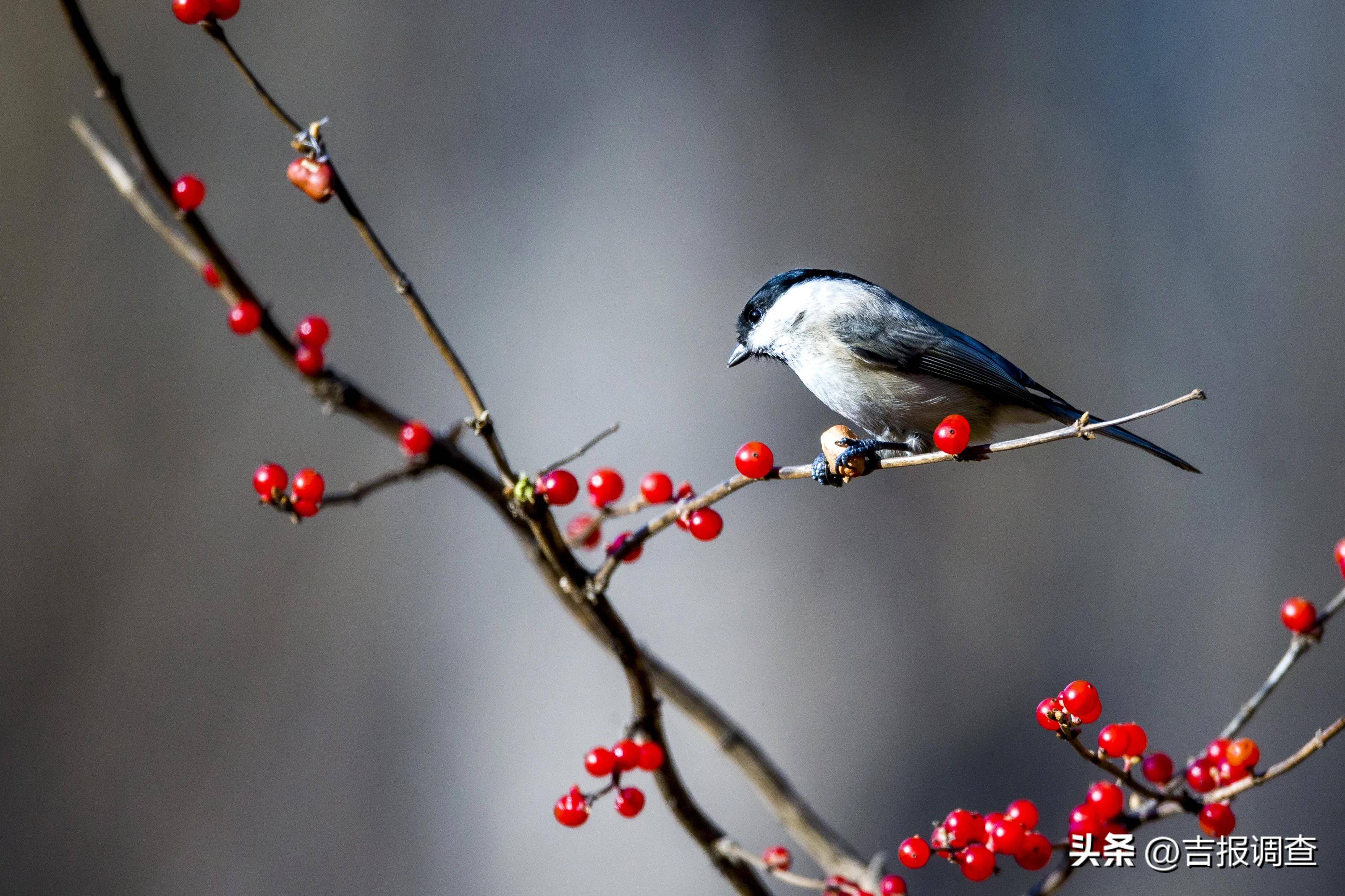 人与自然的和谐之美