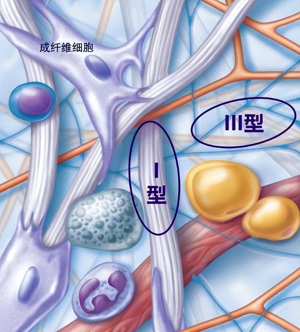 修肤研究所|抵御老化 修复敏感-成纤维细胞蛋白_皮肤_合成_弹力