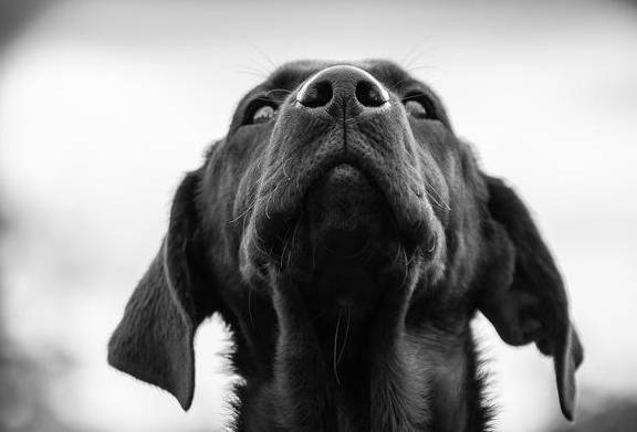 小黑(狗是人类最好的朋友)_院里_小黄_小狗