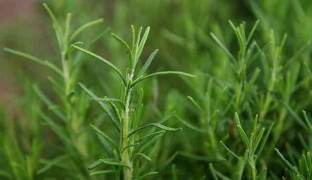 卷柏是什么植物（卷柏是什么植物类群） 第3张