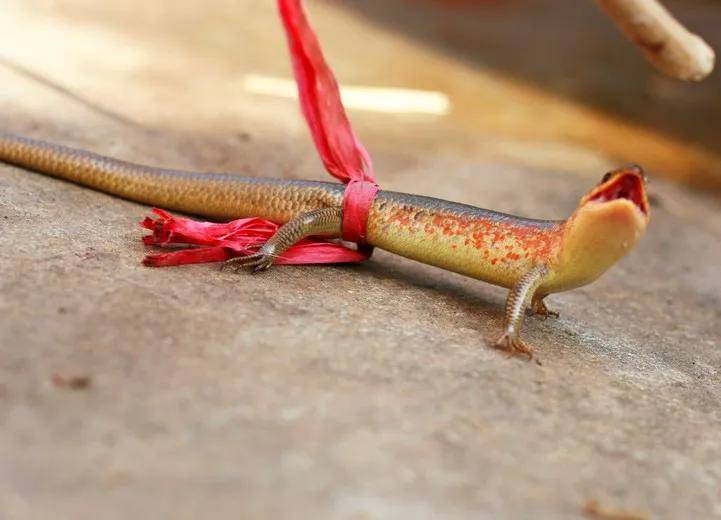 俗称"四脚蛇",以前当玩具养,却不知道价值很高,现在很难见到