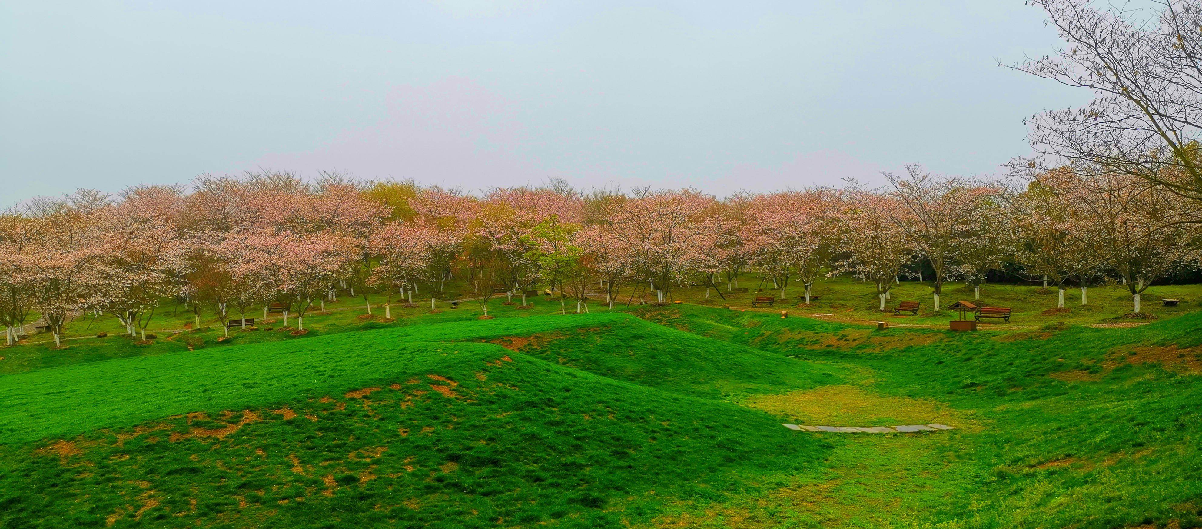 漫步在各种花间小道,仿佛进入花的海洋,两侧花影浮动,让人分不清楚