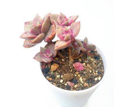 夏季喜欢养多肉,就养盆旭鹤吧,它属于夏型种,度夏没困难_情况_叶片