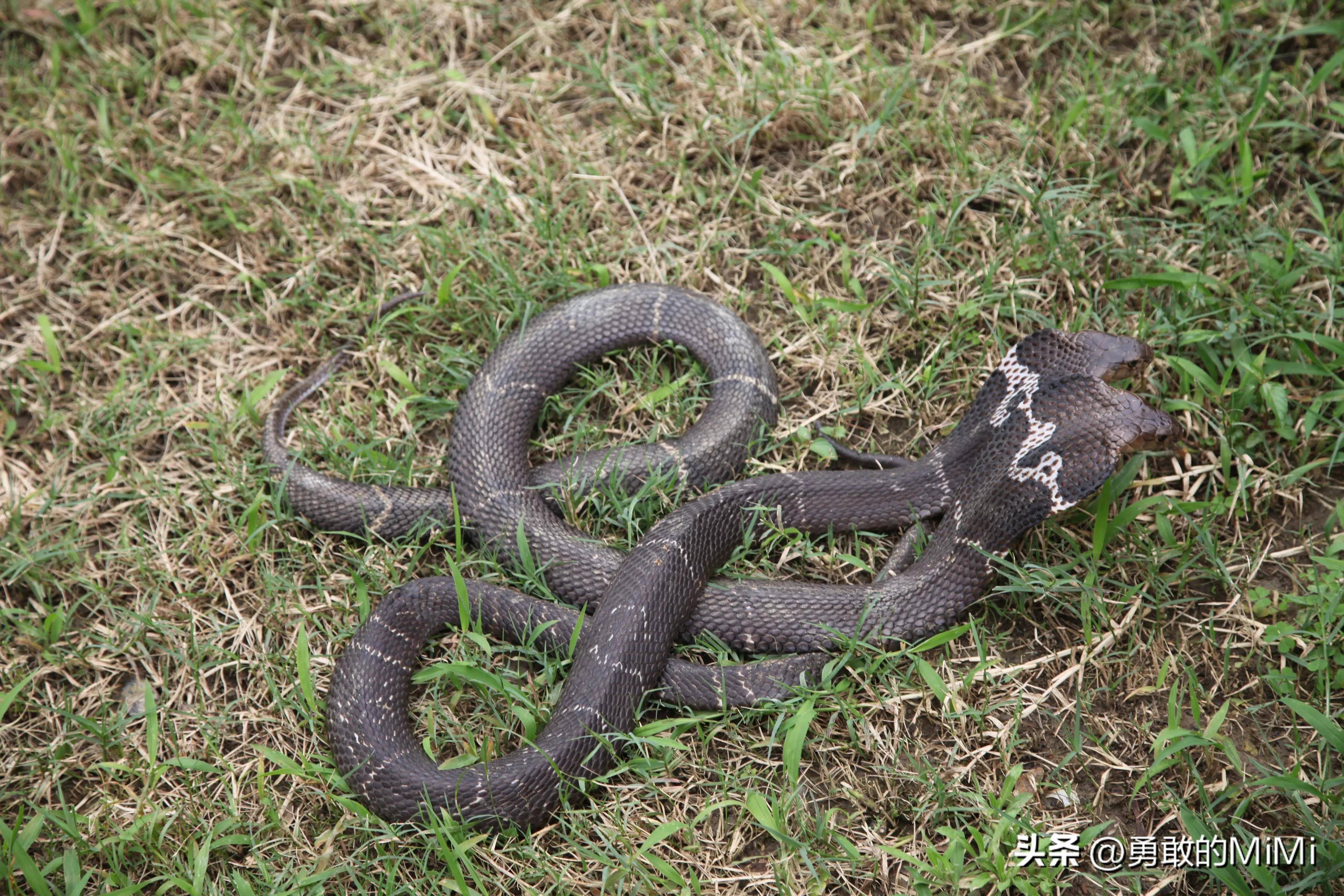 眼镜蛇背部花纹图片