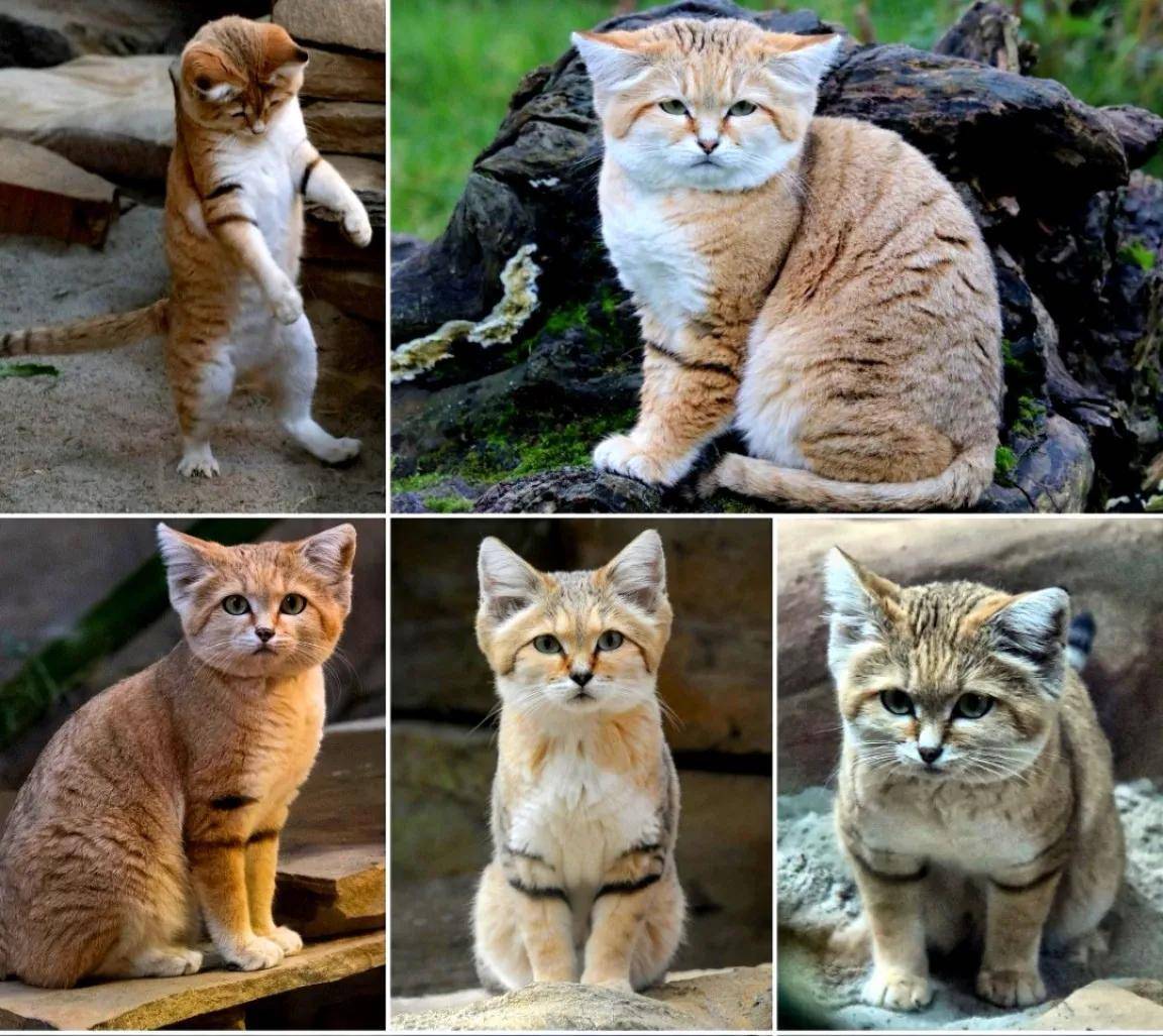 科普大全-这8种野生猫咪一定不要养_搜狐网, image size:1152x1027