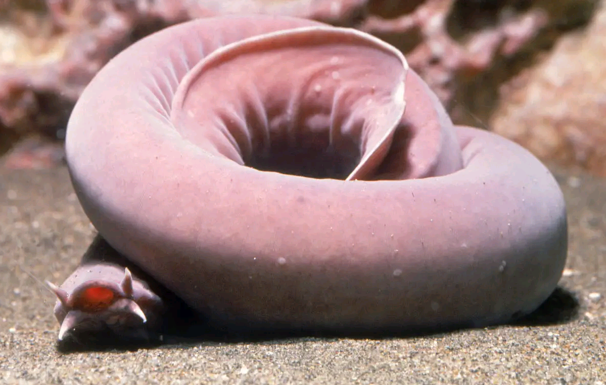 最恐怖的生物之一"破腹鱼",最爱钻腹食肉,连鲨鱼见了它都害怕_皮肤