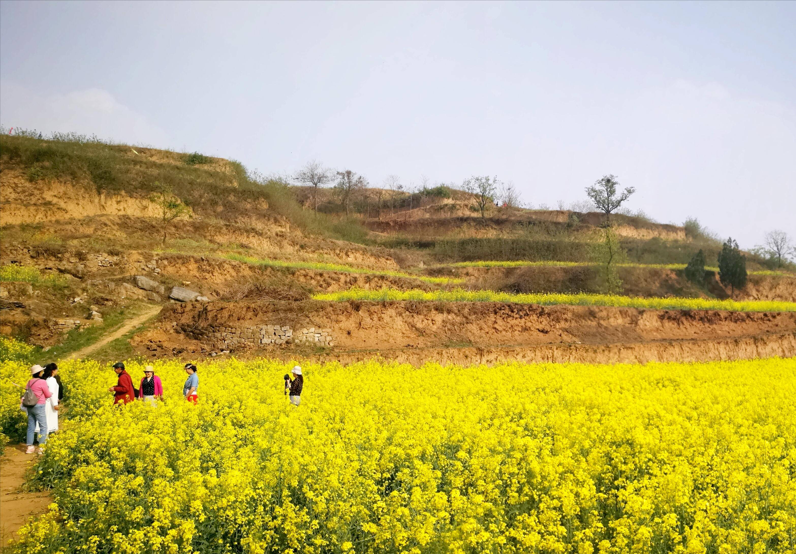 赏油菜花何须去婺源,郑州也有最美的油菜花观赏基地,关键还免费_乱石