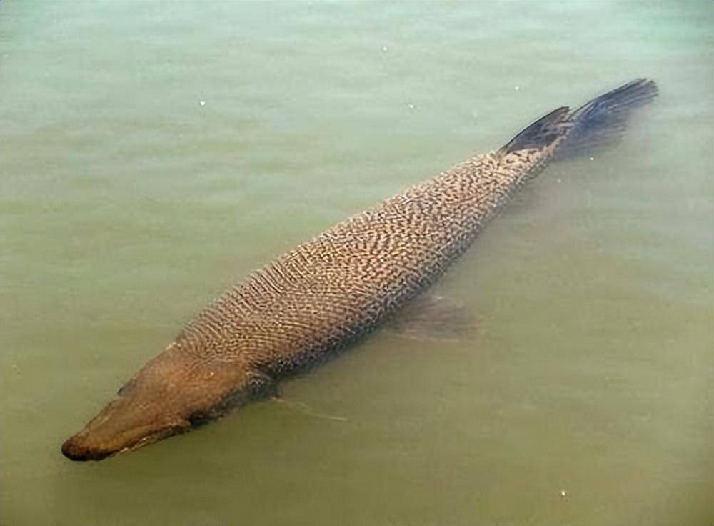 這條魚為何值得如此興師動眾_衍生_進行_鯉魚