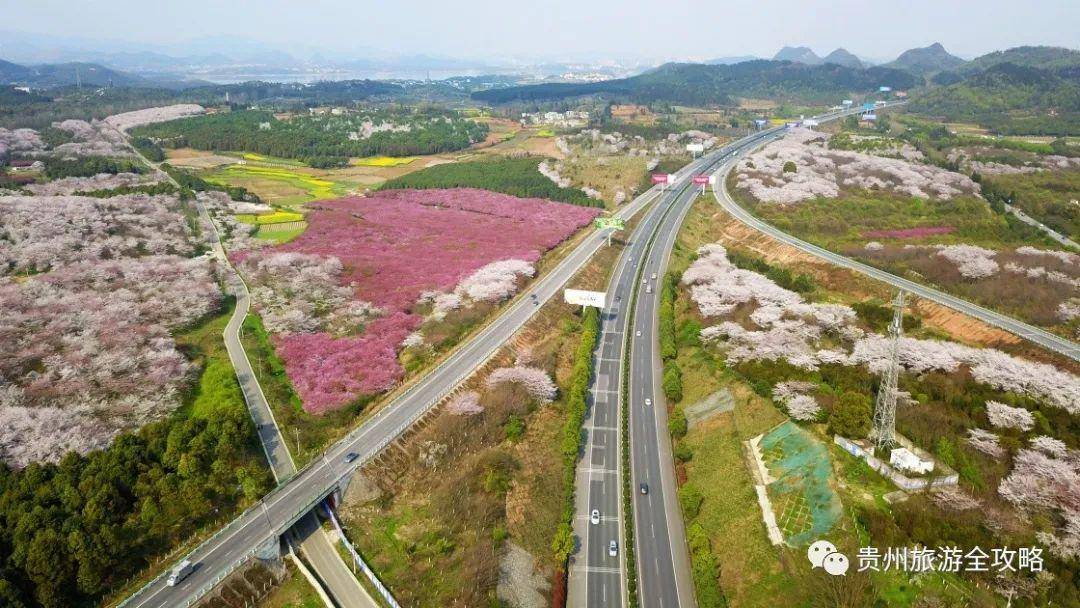 清鎮右二村:紅楓湖畔的七彩漁村,3000畝的櫻花即將開放_紅楓湖鎮_貴州