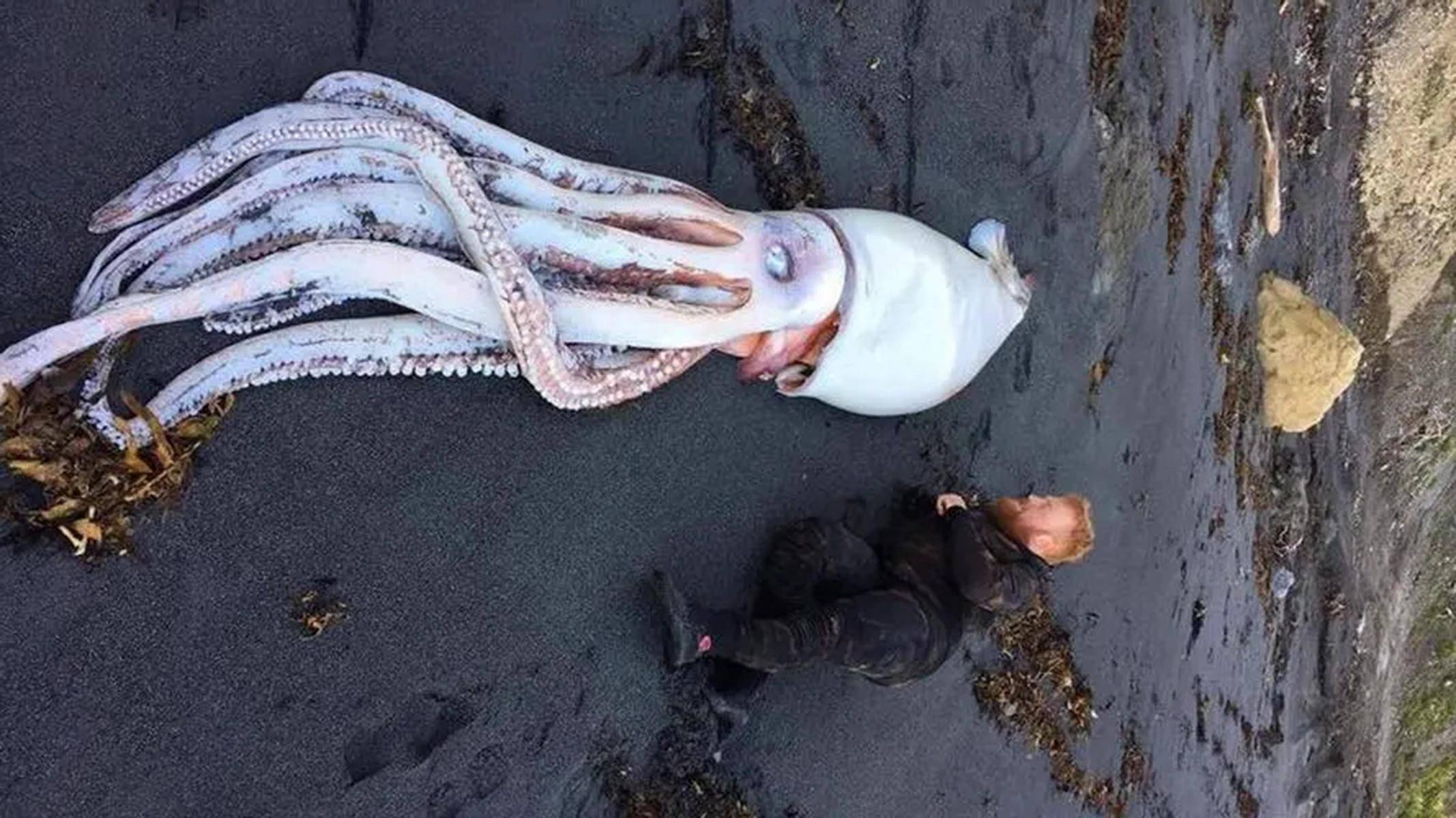 抹香鲸是海洋中比肩虎鲸的大型齿鲸,为啥总追着大王乌贼不放?