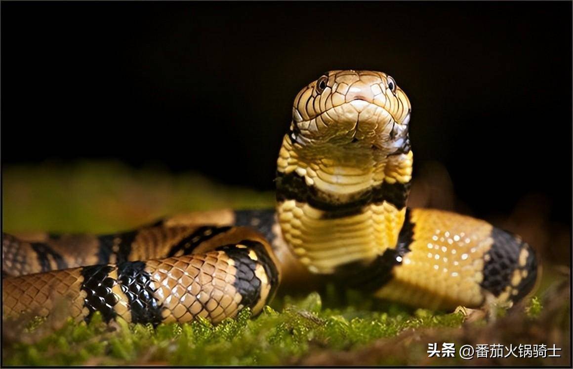 水眼镜蛇是一种极其陌生的毒蛇,但是它的毒性远比黑曼巴蛇还要强_生活