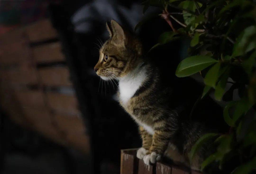 67月牙猫(经典温柔治愈美文)_月光_河岸_车流