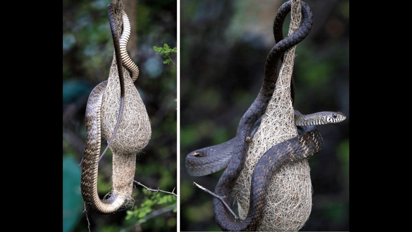 不同物种的织布鸟建造不同造型的巢,都是针对生活范围内主要天敌的