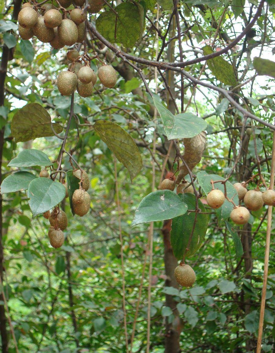男子锯断11株野生猕猴桃藤被刑拘,系国家二级保护植物_中华_我国_水果