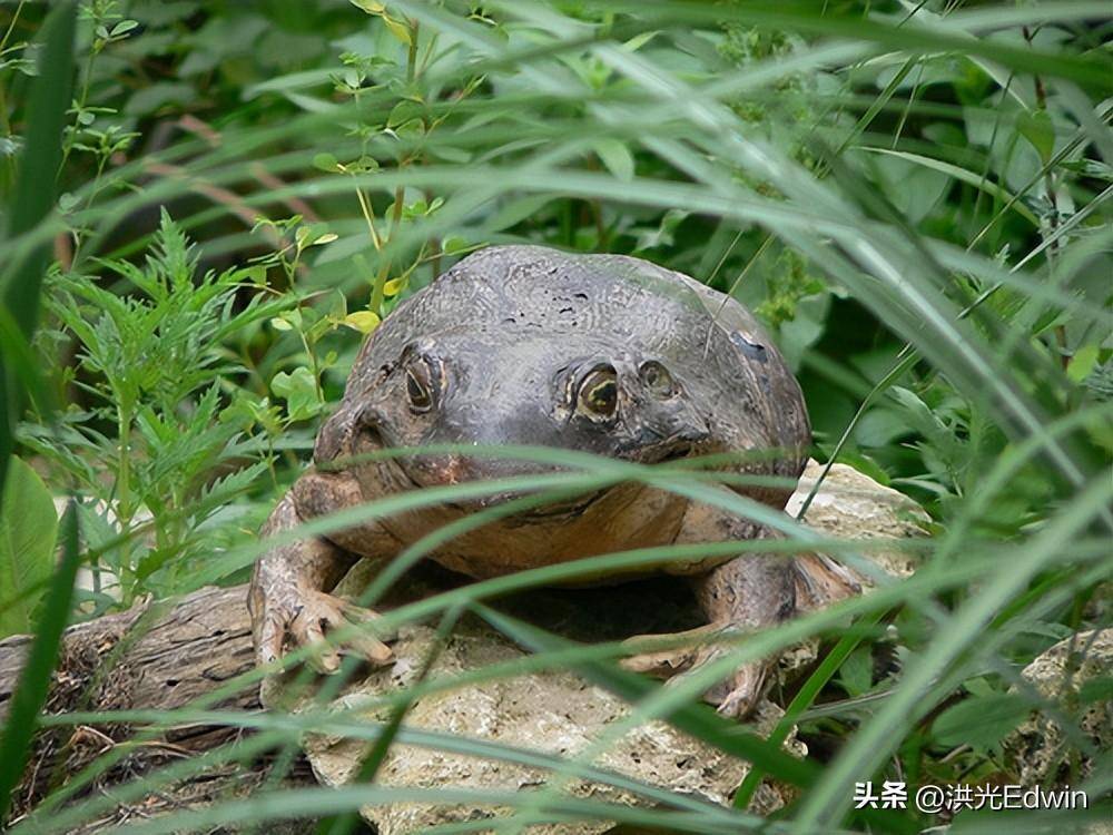 长成了巨无霸的歌利亚蛙,能吃蛇和蝙蝠,会搬约4斤重石头建婚房_青蛙