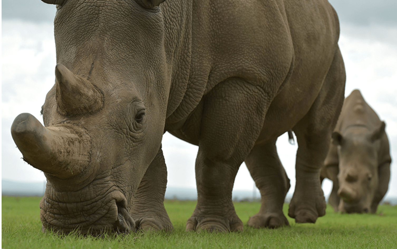 灭绝的物种-北白犀牛_苏丹_头部_数量