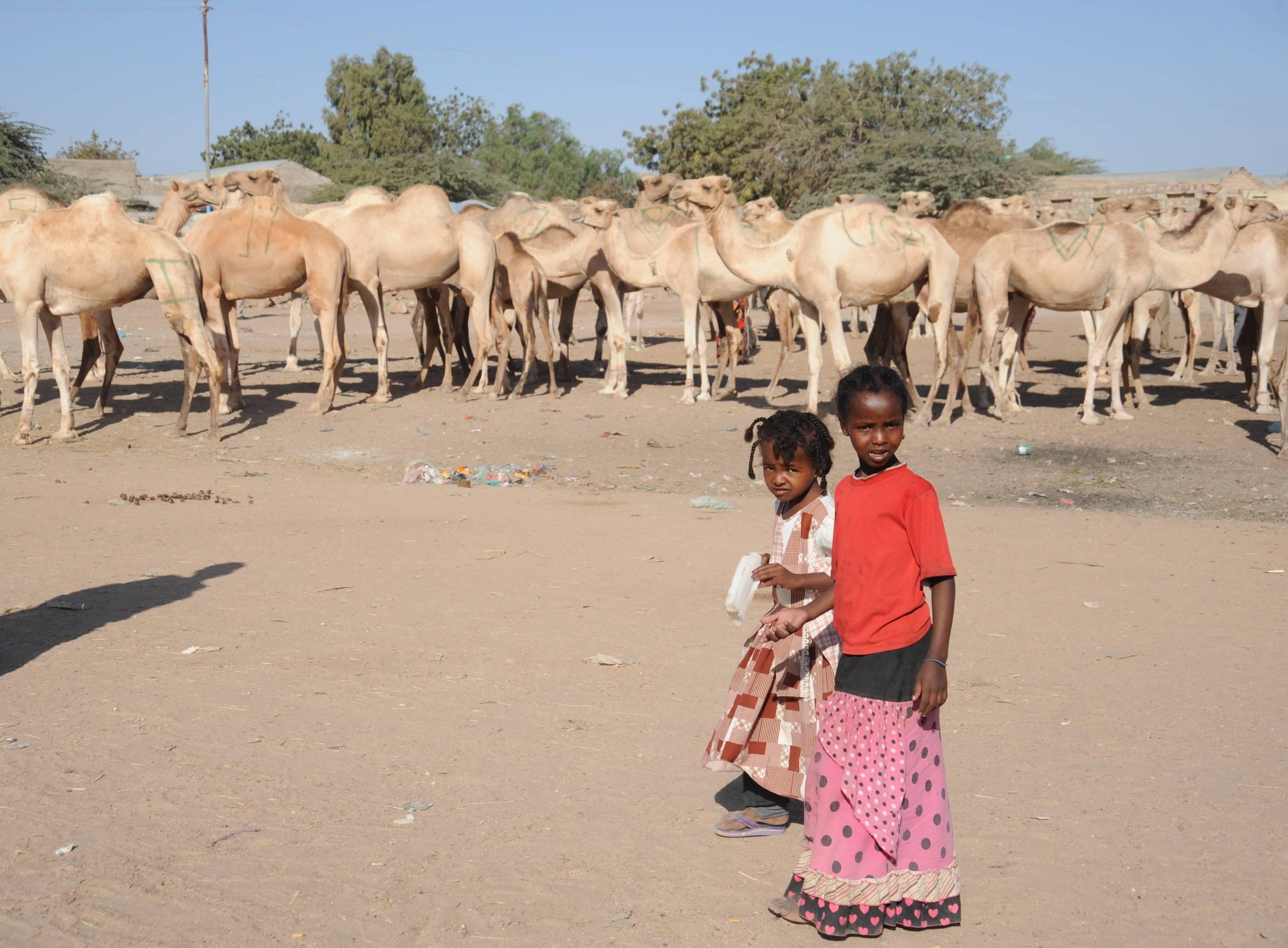 索马里经济严重依赖骆驼产业图:shutterstock除去这两个骆驼出口大国