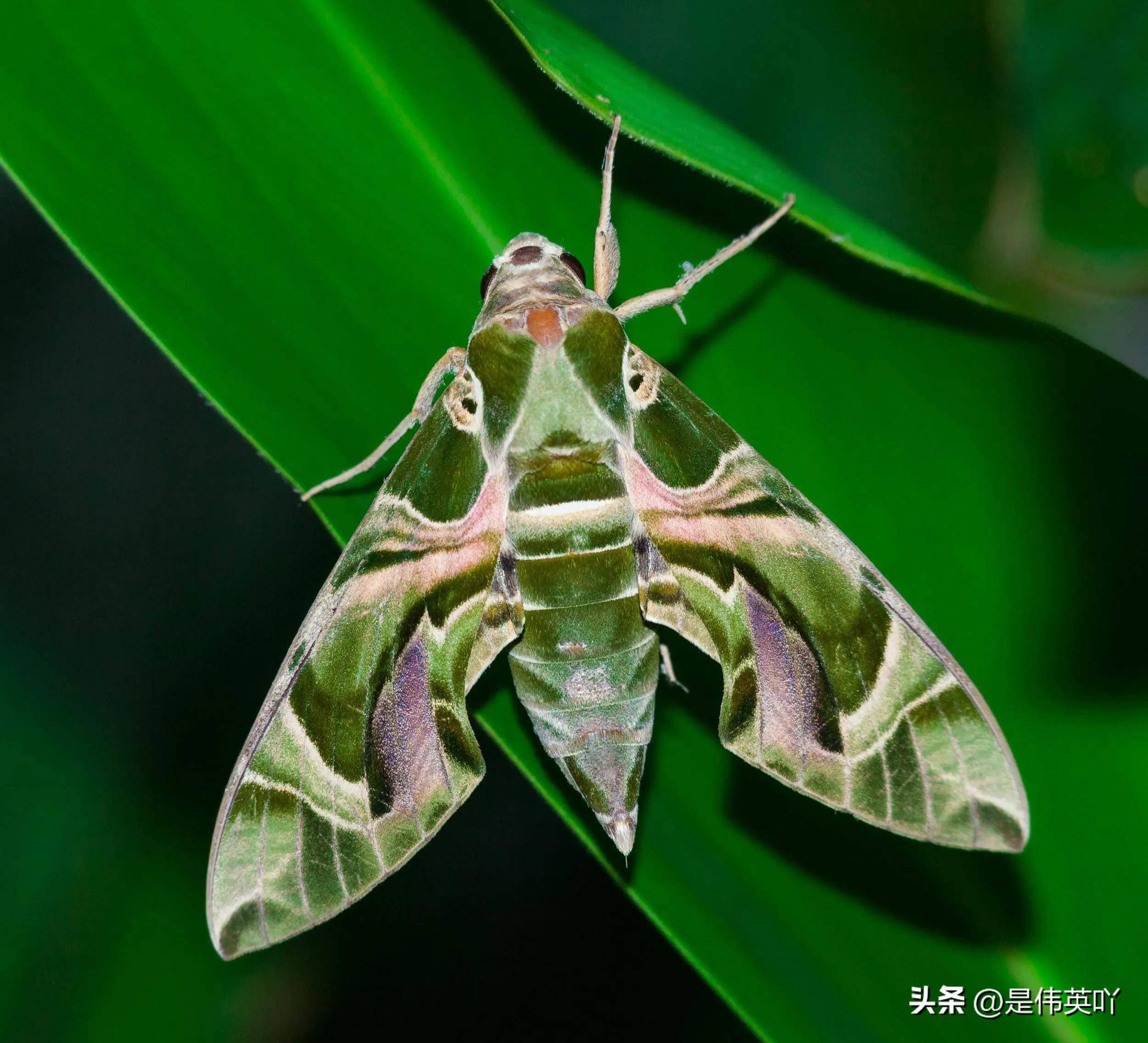 长相酷似"外星人"的虫子萌萌哒,只可惜它是害虫_夹竹桃_天蛾_幼虫