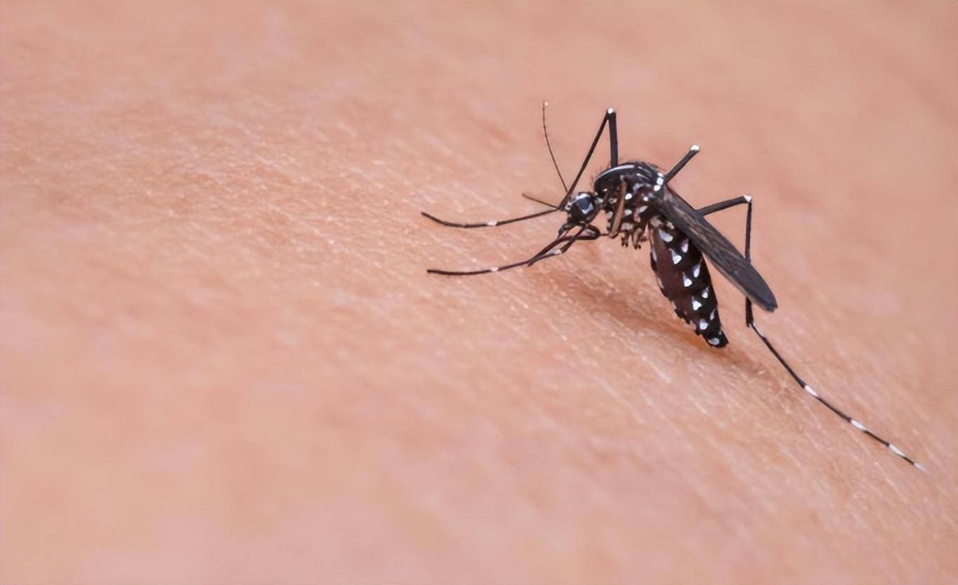 "全民公敌"花蚊子,最开始到底是从哪来的?怎样消灭它?_中国_动物_因为