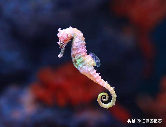 比鸭嘴兽更神奇的动物海马,像变色龙一样变色,像袋鼠一样育儿!