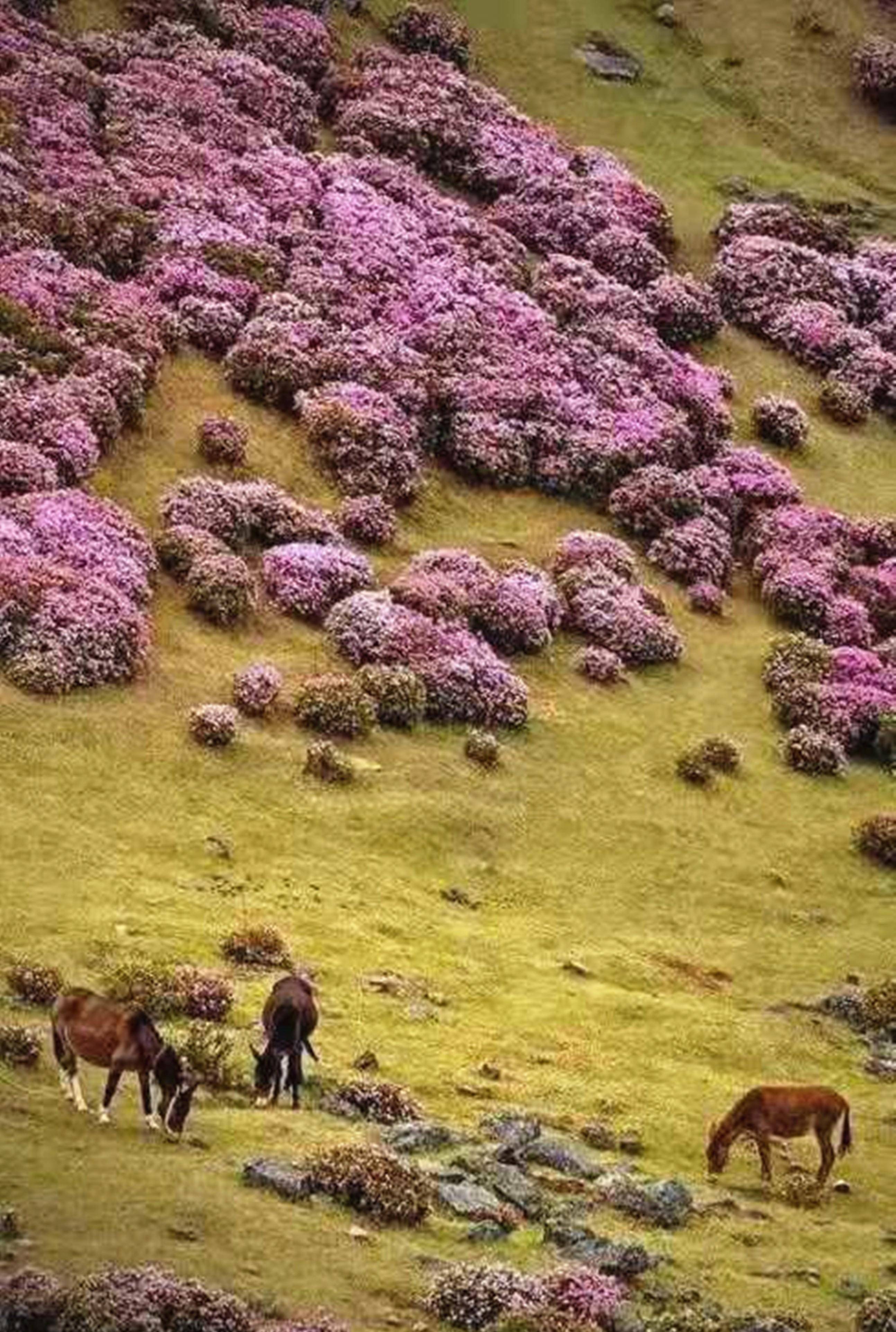 禄劝马鹿塘杜鹃花图片