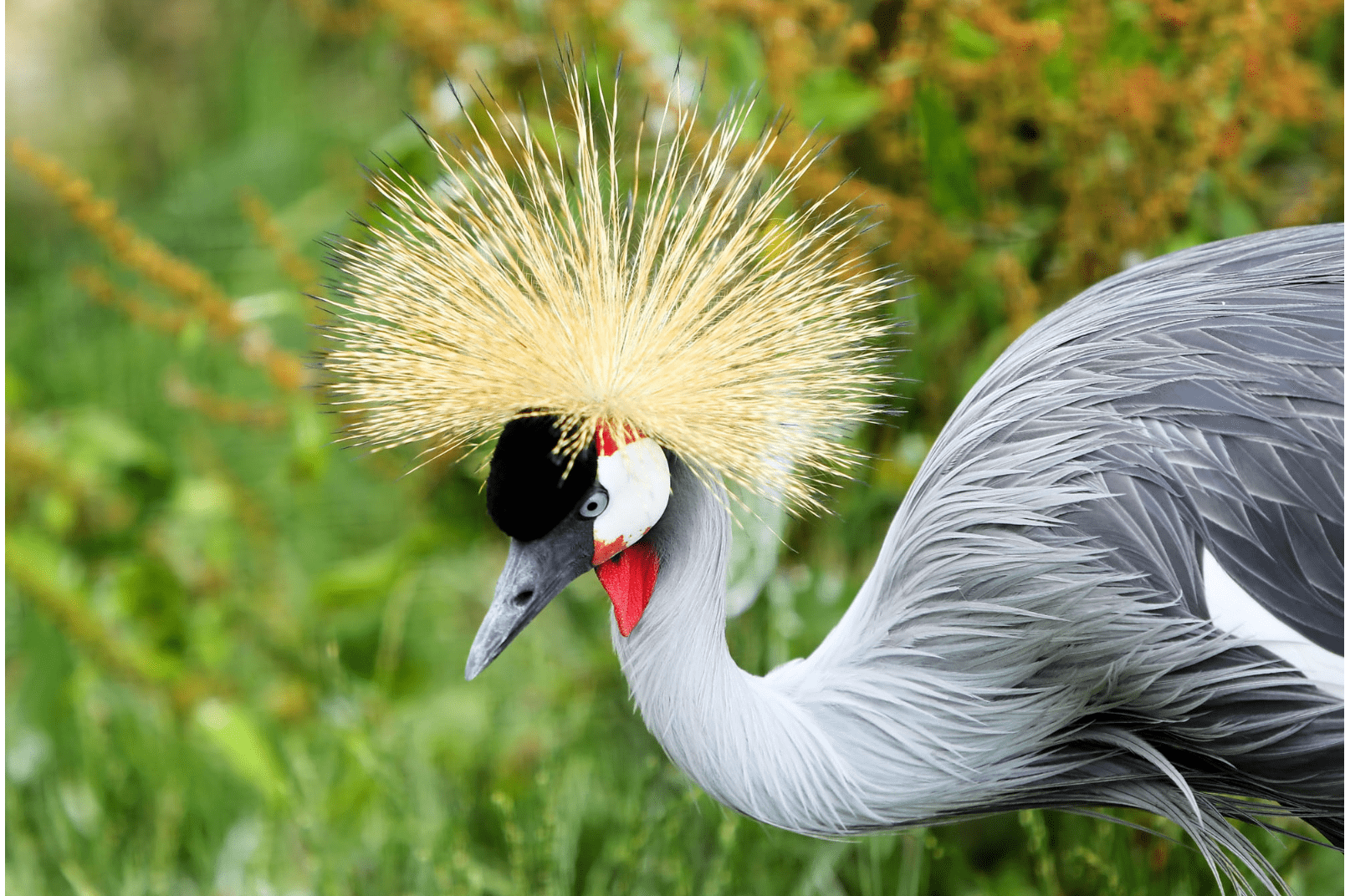 皇冠鹤又叫"皇冠鸟"_保护_湿地_故事