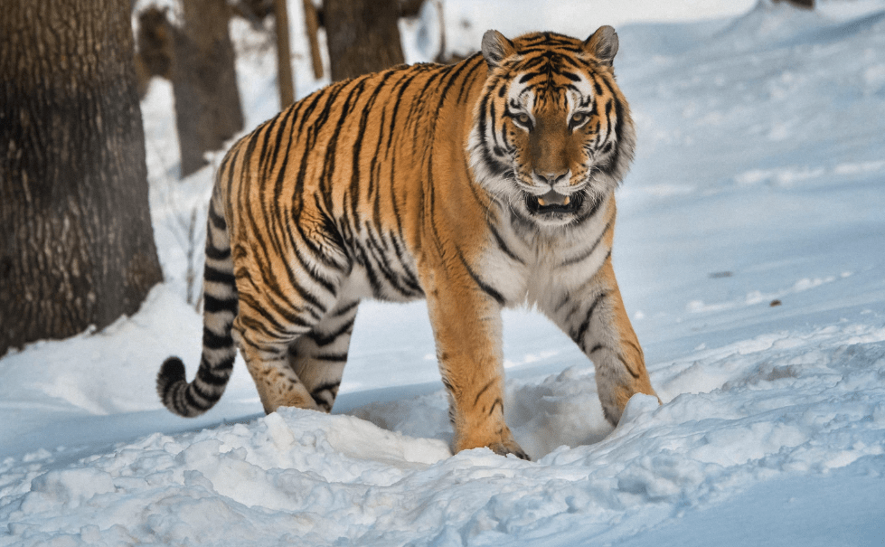 吉林珲春东北虎深夜下山,咬死村民家护院狗,叼着狗子就往林中走_老虎