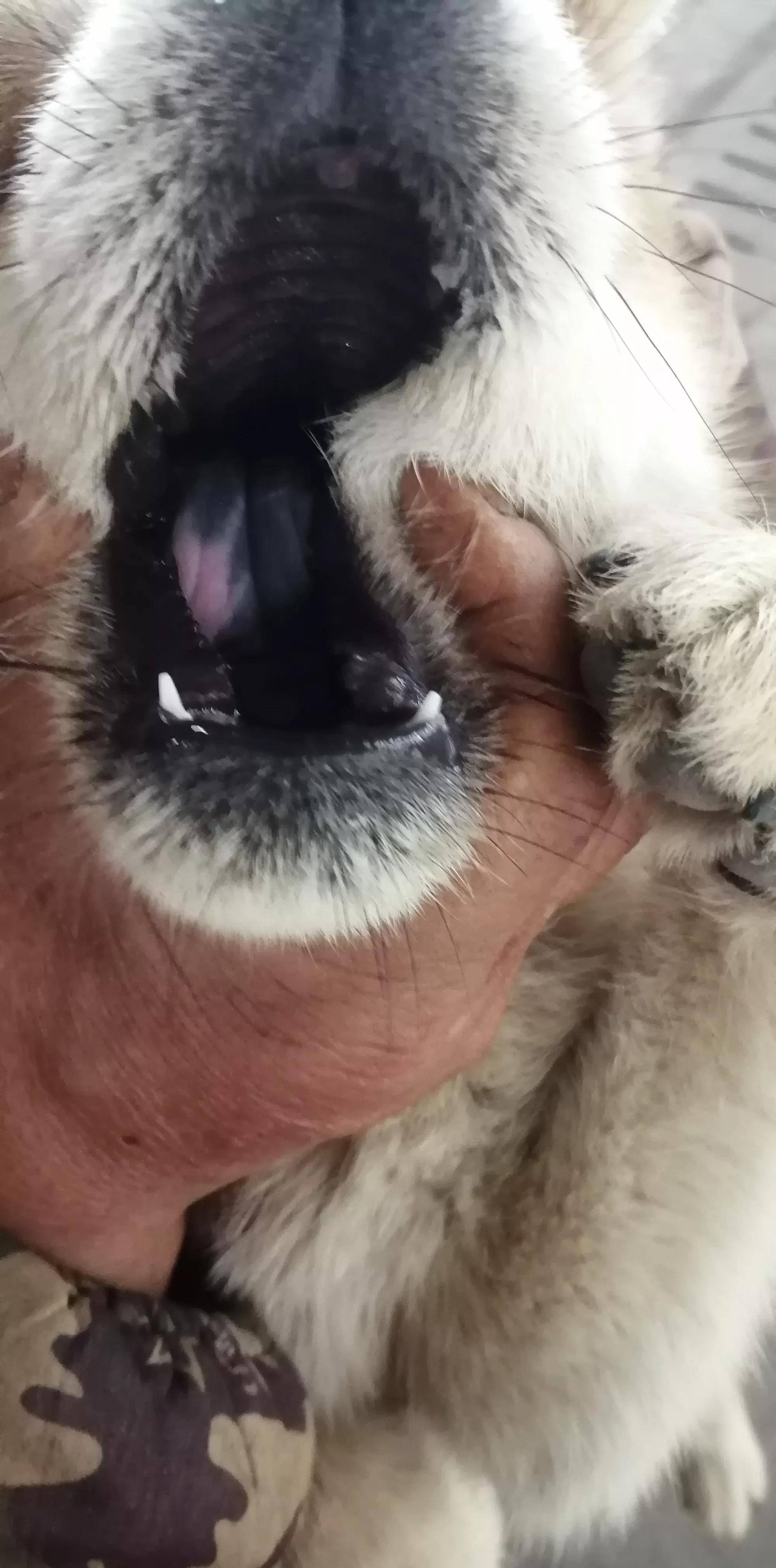 贵州土猎犬大花舌头全黑舌头牙齿鼻砂虎头猫耳朵小眼睛眼睛纹路五短