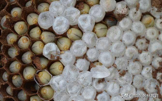 地王蜂 中国十大毒蜂王