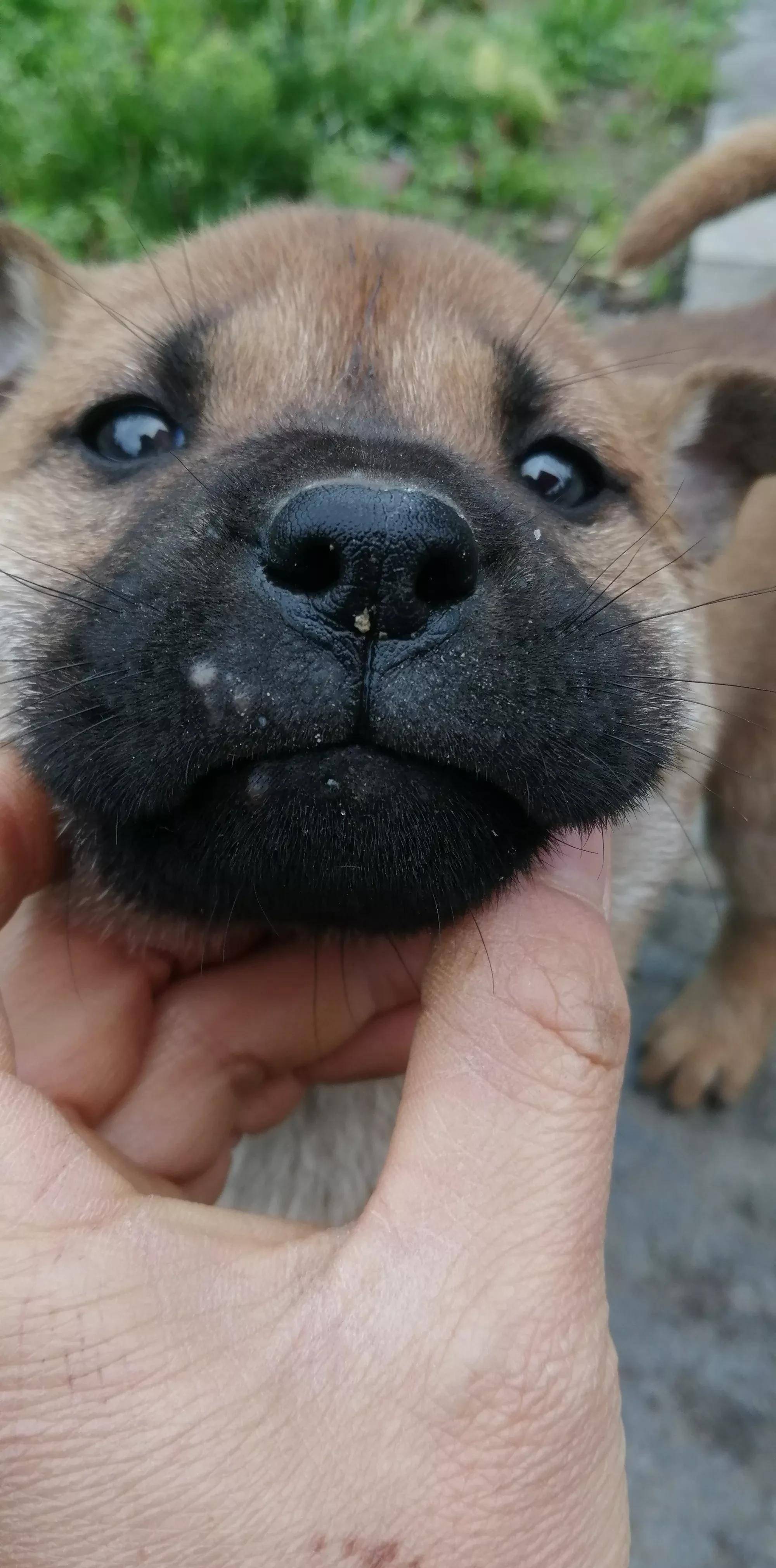 好猎犬的鼻砂图片图片