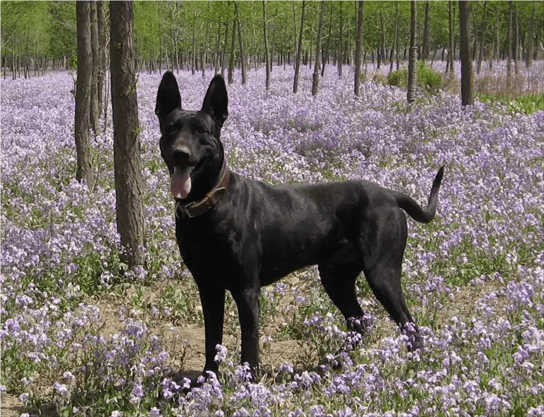 我国本土的五大狼犬有哪些?