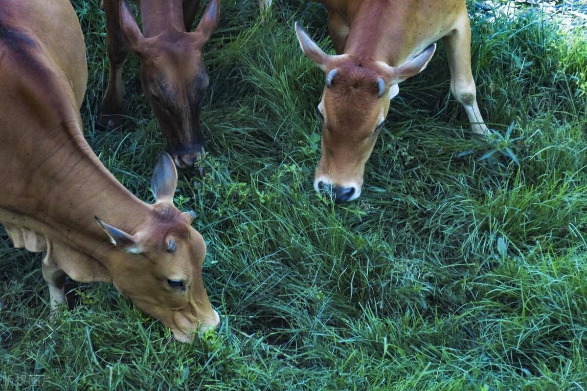 西沙东岛惊现野牛群,发现时已繁衍300多年,野牛到底从何而来?