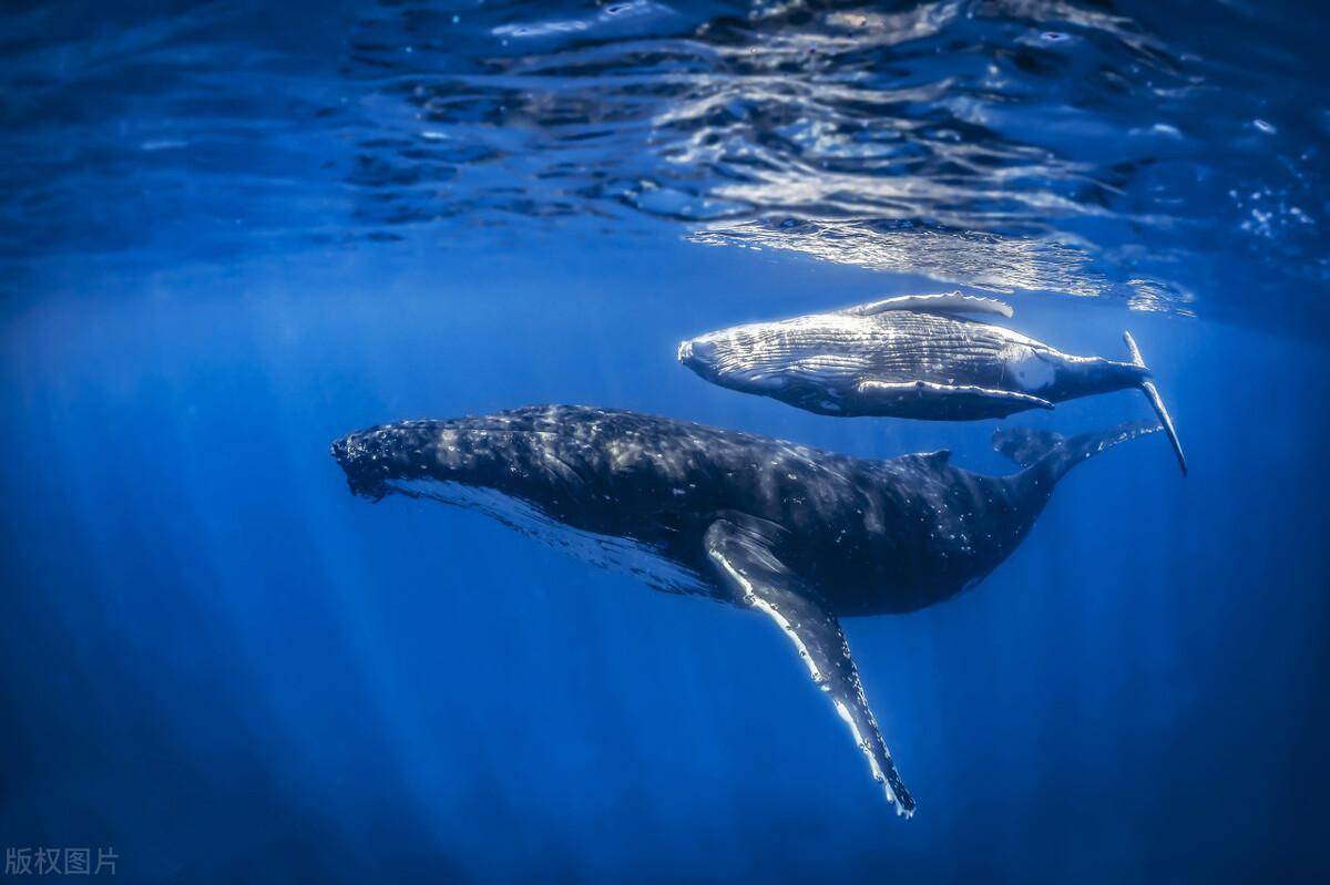 如何在海洋之中漫游:揭秘世界上最大的动物——蓝鲸