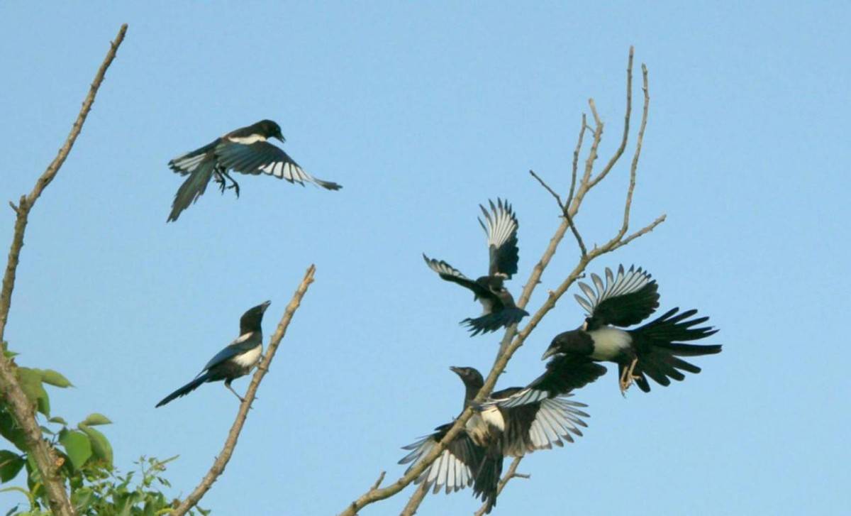 这才是真实喜鹊:既挑逗猫狗又攻击人类_乌鸦_因为_烟头