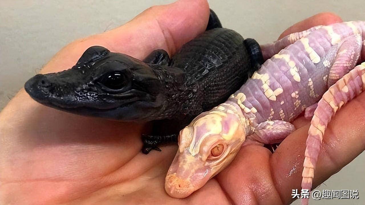 罕见的畸形七头蛇,36张图看世界_照片_动物园_设计