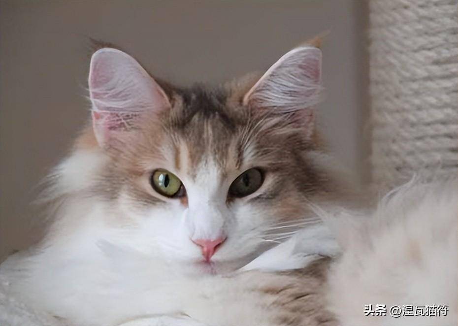 挪威森林猫丨琥珀色_基因_颜色_变化