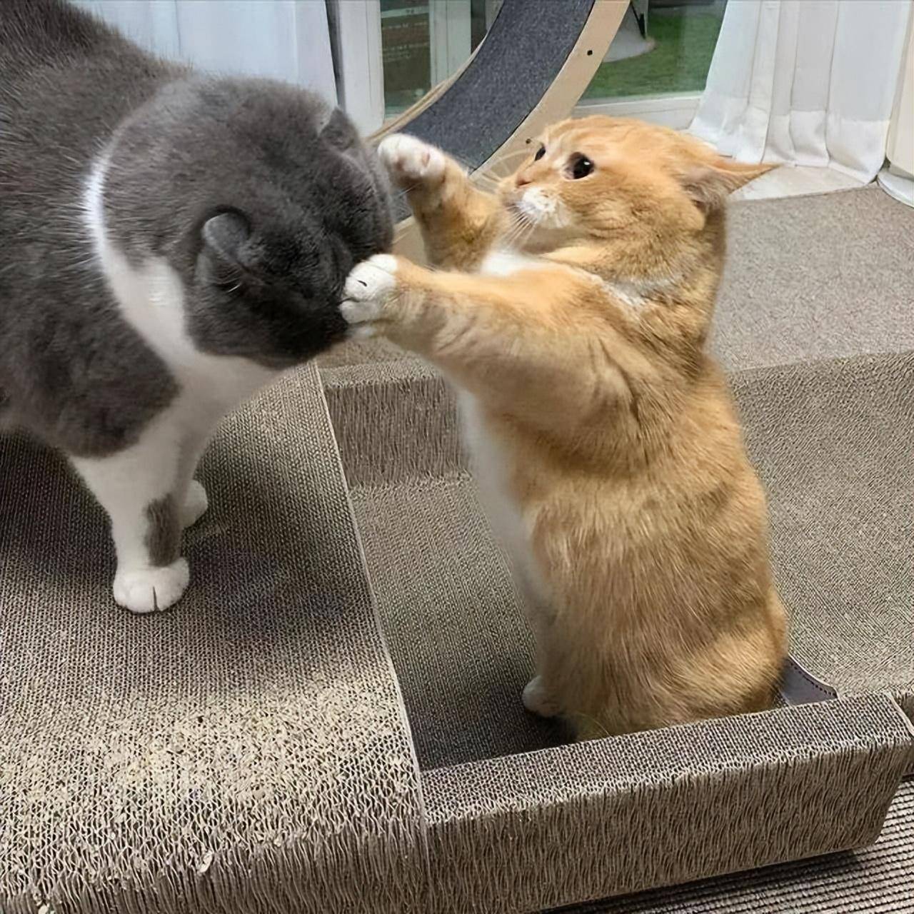 若陌生的宠物比猫咪强大,猫咪还会被吓到发抖.