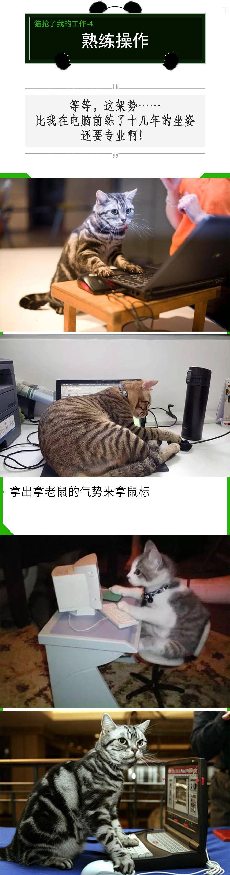 我的猫抢了我的工做！老板永久不晓得，在对面打发他的是人是猫？