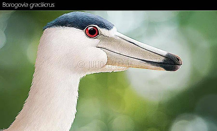 名称:无聊龙栖息地:中亚平原历史时期:晚白垩世(70-6500万年前)尺寸和