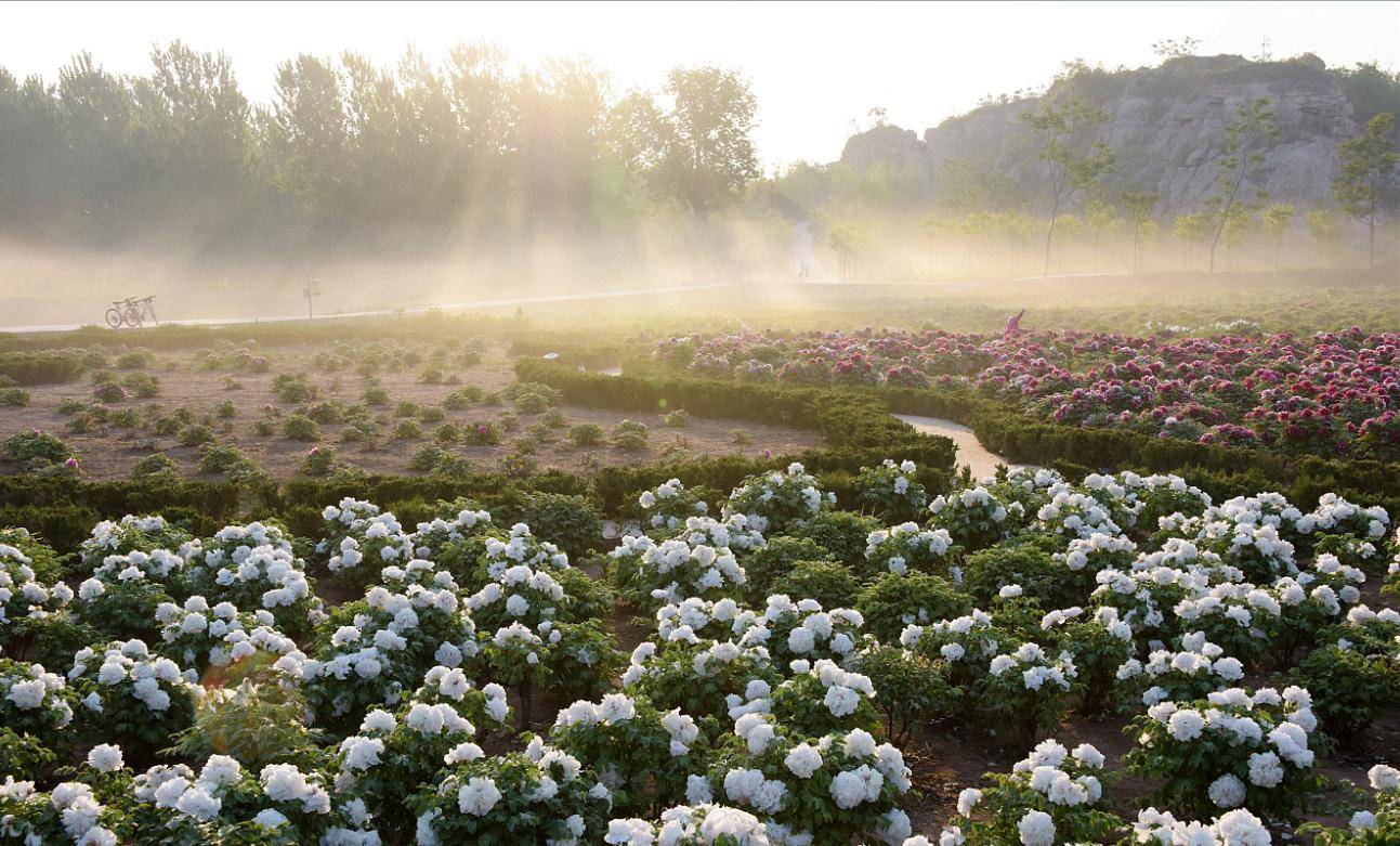 东阿艾山牡丹观光节4月16日举办_旅游_景区_文化