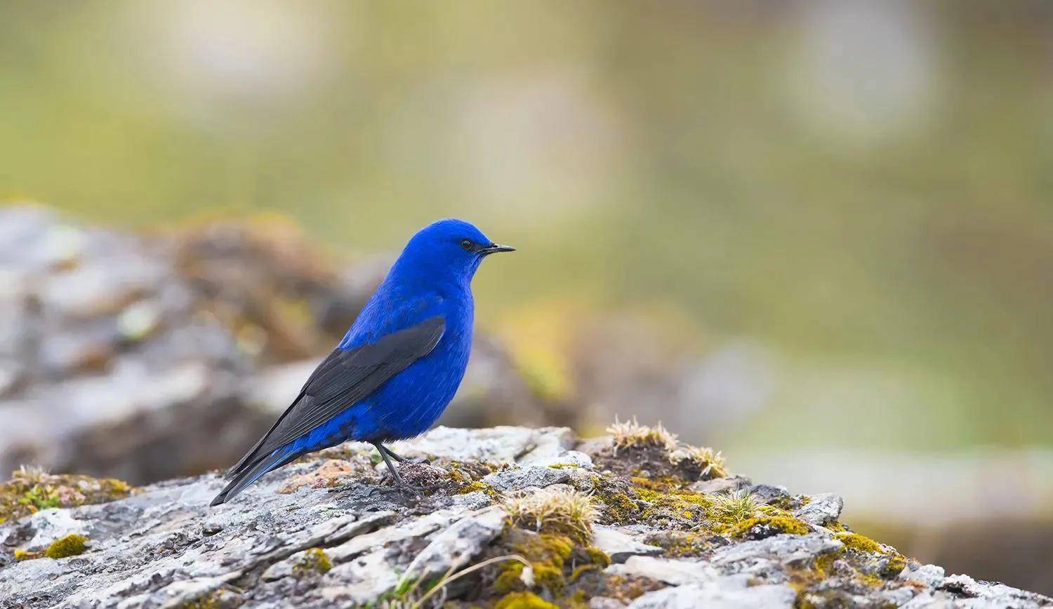 自然之美:蓝大翅鸲_岩石_高山_活动