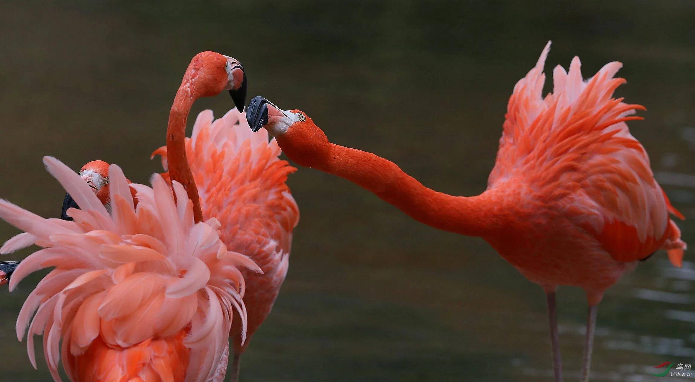 火烈鸟用"鲜血"喂养后代,是无知行为,还是误解?_羽毛_红色_青素
