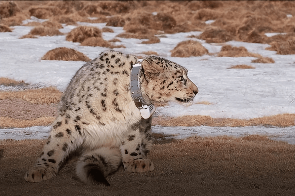 雪豹在我国多地发现,数量增加,作为雪山之王有多厉害_生活_悬崖_动物