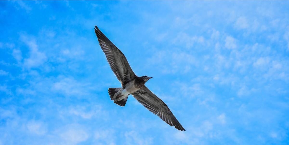 翅膀最长的鸟:信天翁_鸟类_种类_鸟儿