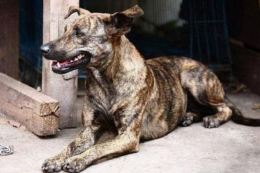 中国本土的7大"猛犬",个个威武帅气,不输给国外犬种_品种_猎犬_沙皮