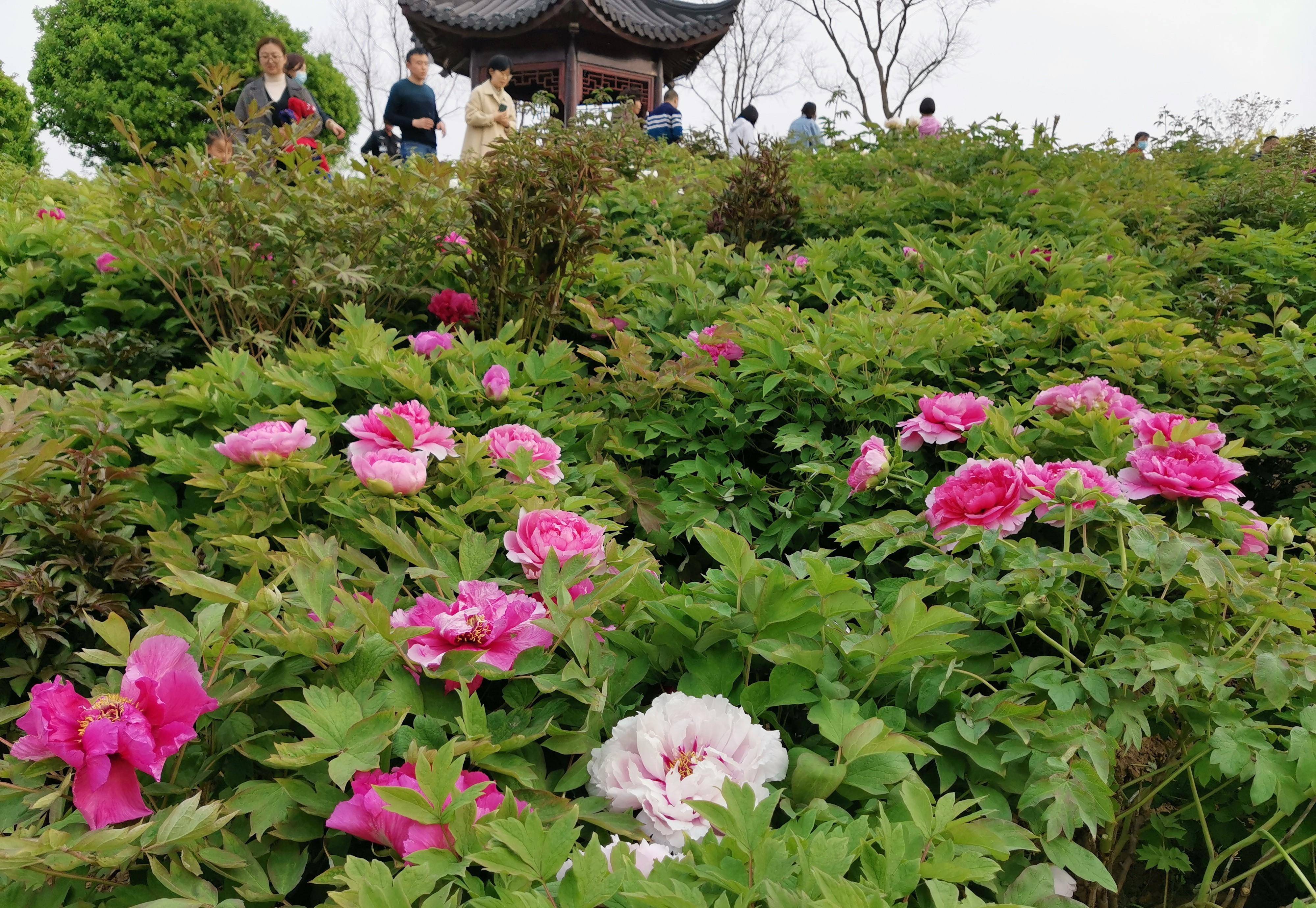 听说凤凰苑植物园里的郁金香很漂亮,我们去看看吧!