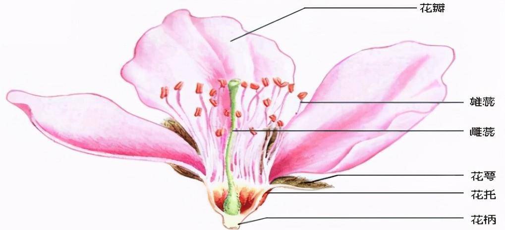 下花的结构:一朵完整的花包括了六个基本部分,即花梗,花托,花萼,花冠